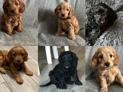 Red curly Cavoodles Puppies
