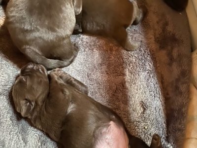 Purebred Labradors available from 9/02/2023