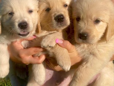 GOLDEN RETRIEVER PUPPIES FOR SALE