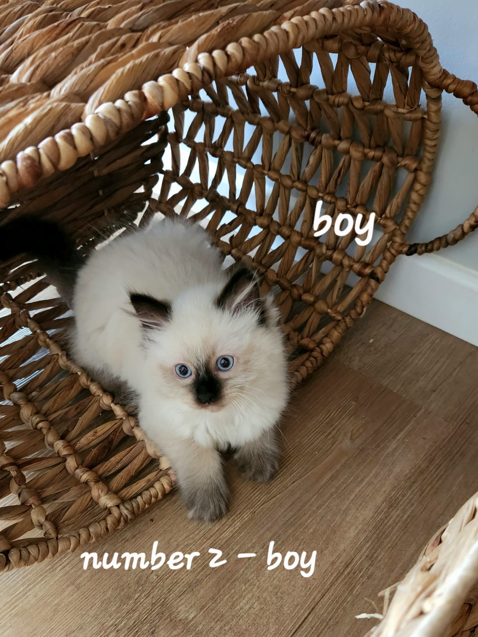 Pacey Acres has 3 Purebred Ragdoll kittens