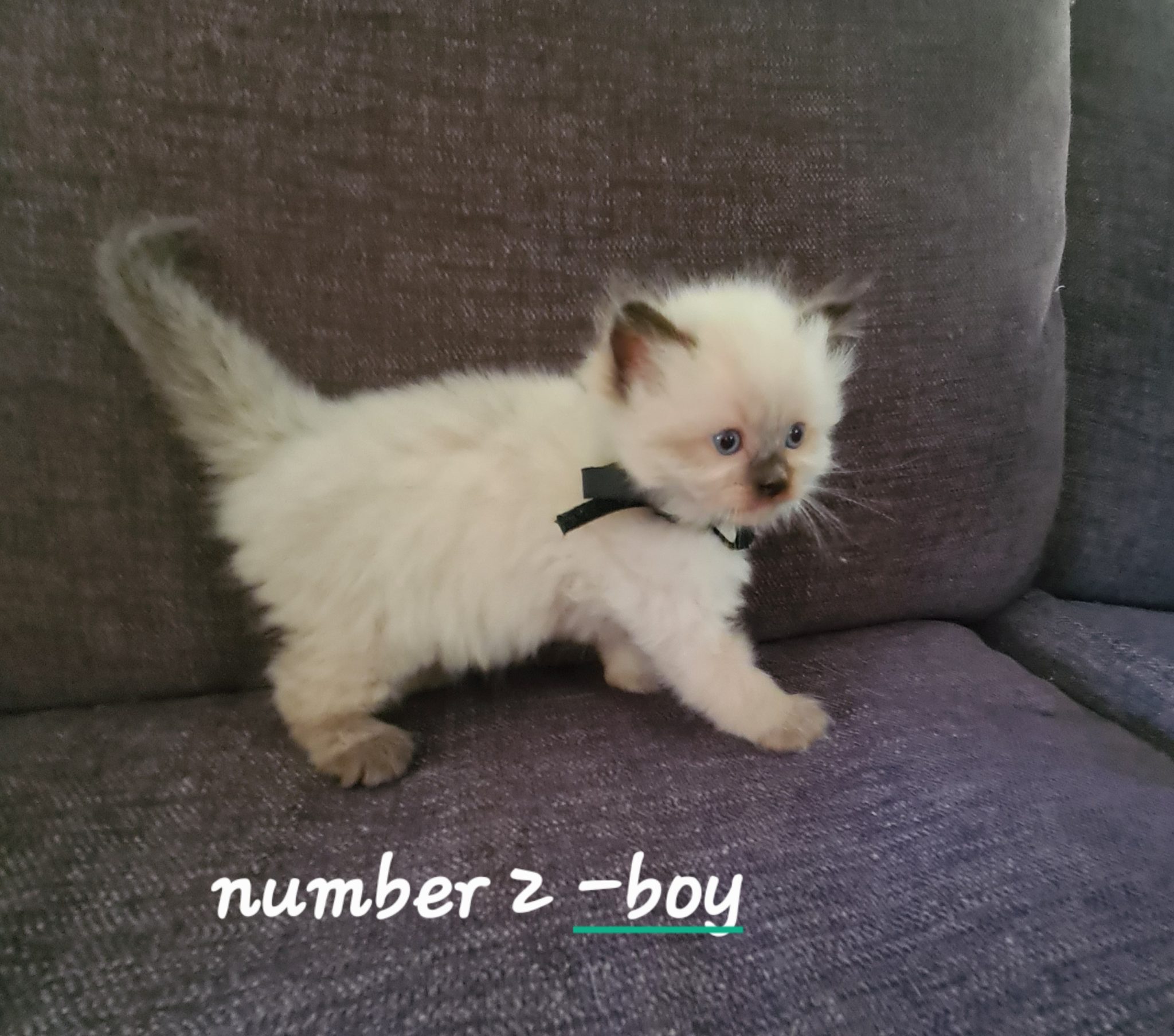 Pacey Acres has 3 Purebred Ragdoll kittens
