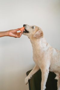 dog eating carrot