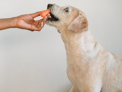 7 Tips On How To Start Raw Diet For Dogs