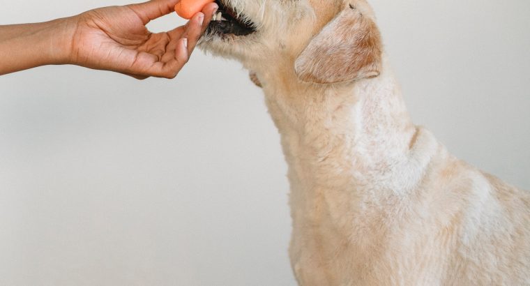 7 Tips On How To Start Raw Diet For Dogs