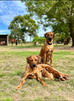 Rhodesian Ridgeback pure breed puppies