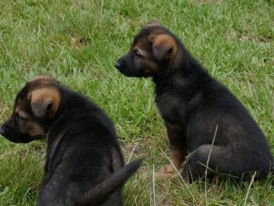 ANKC working line pedigree german shepherd puppies