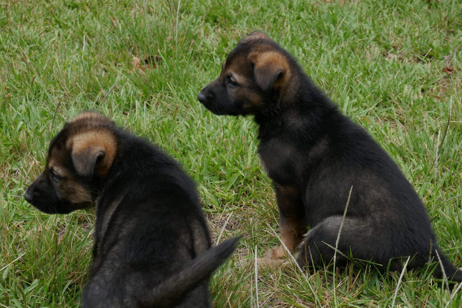 ANKC working line pedigree german shepherd puppies