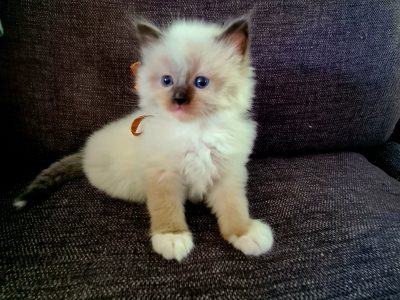 Pacey Acres has 3 Purebred Ragdoll kittens
