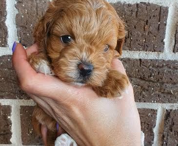 2nd generation Cavoodle puppies