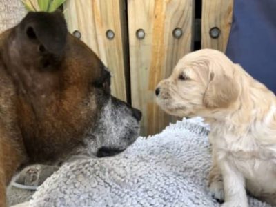 Groodle puppies , standard