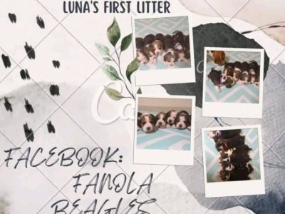 PUREBRED BEAGLE PUPPIES