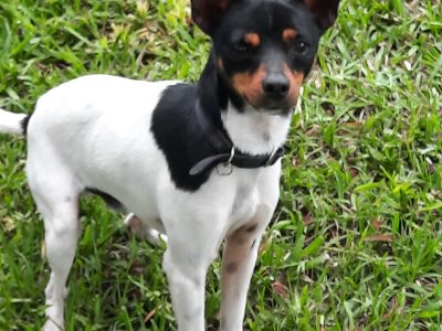 I would love a single Dog home