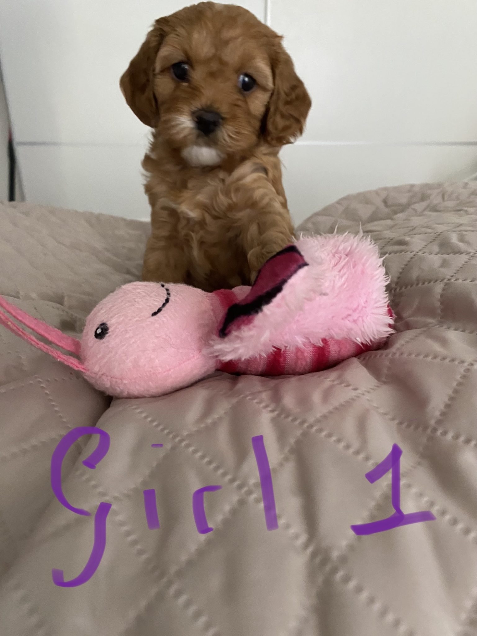 Toy Cavoodle puppies