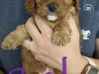Toy Cavoodle puppies