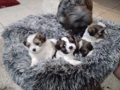 Maltese shitzu puppies for sale