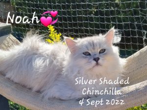 Purebred Dollface Chinchilla Persian Kittens