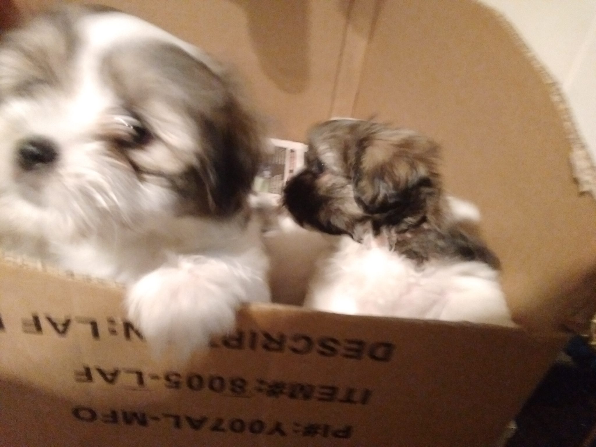 Maltese shitzu puppies for sale
