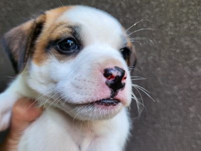 Jug puppies ready in two days only 3 left