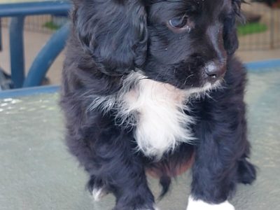 VERY GENTLE and PRETTY TOY CAVOODLE