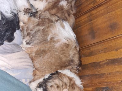 Shihtzu females