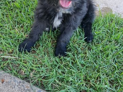 Mini Bordoodle Puppy