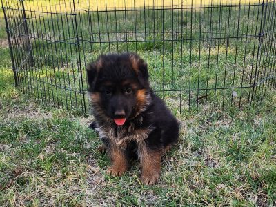 Show quality German shepherds