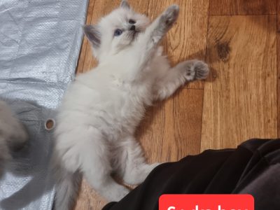 Pure bred Ragdolls 😻😺BOYS &GIRLS😻🐈😻🐈
