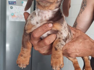 Miniature dachshund puppy last one left
