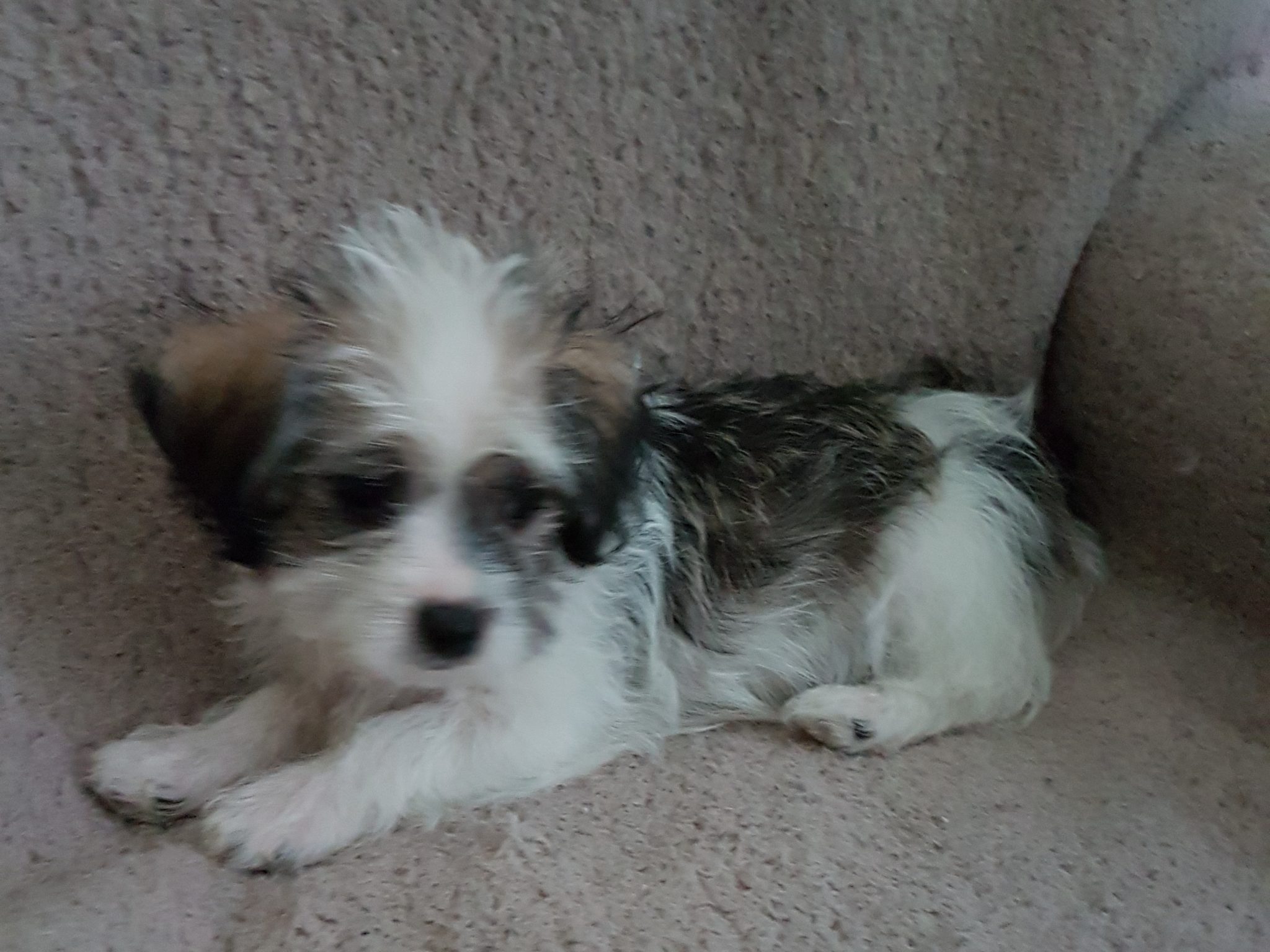 Shorkie puppies for sale