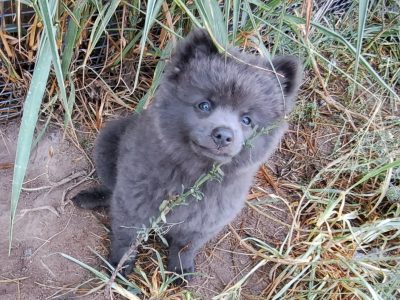 German Spitz Mittel puppies