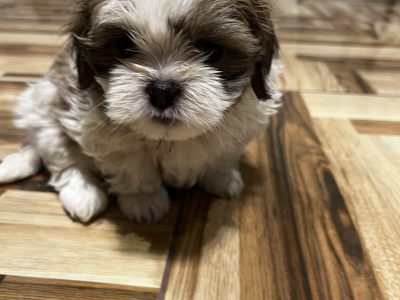 Maltese Shitzu and Toy poodle