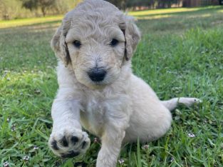 STANDARD POODLE PUPPIES