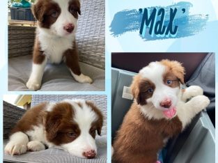 4 Lovely Male Choc and White Border Collie Pups