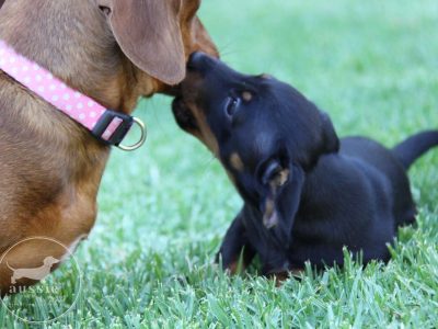 Stunning Purebred Miniature Dachshund Puppies-EOI