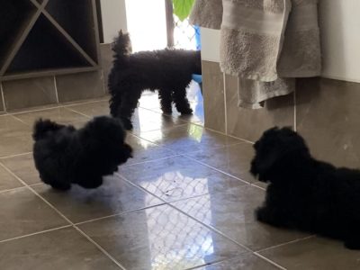 Toy Poodle Puppies DNA Purebred DNA Clear