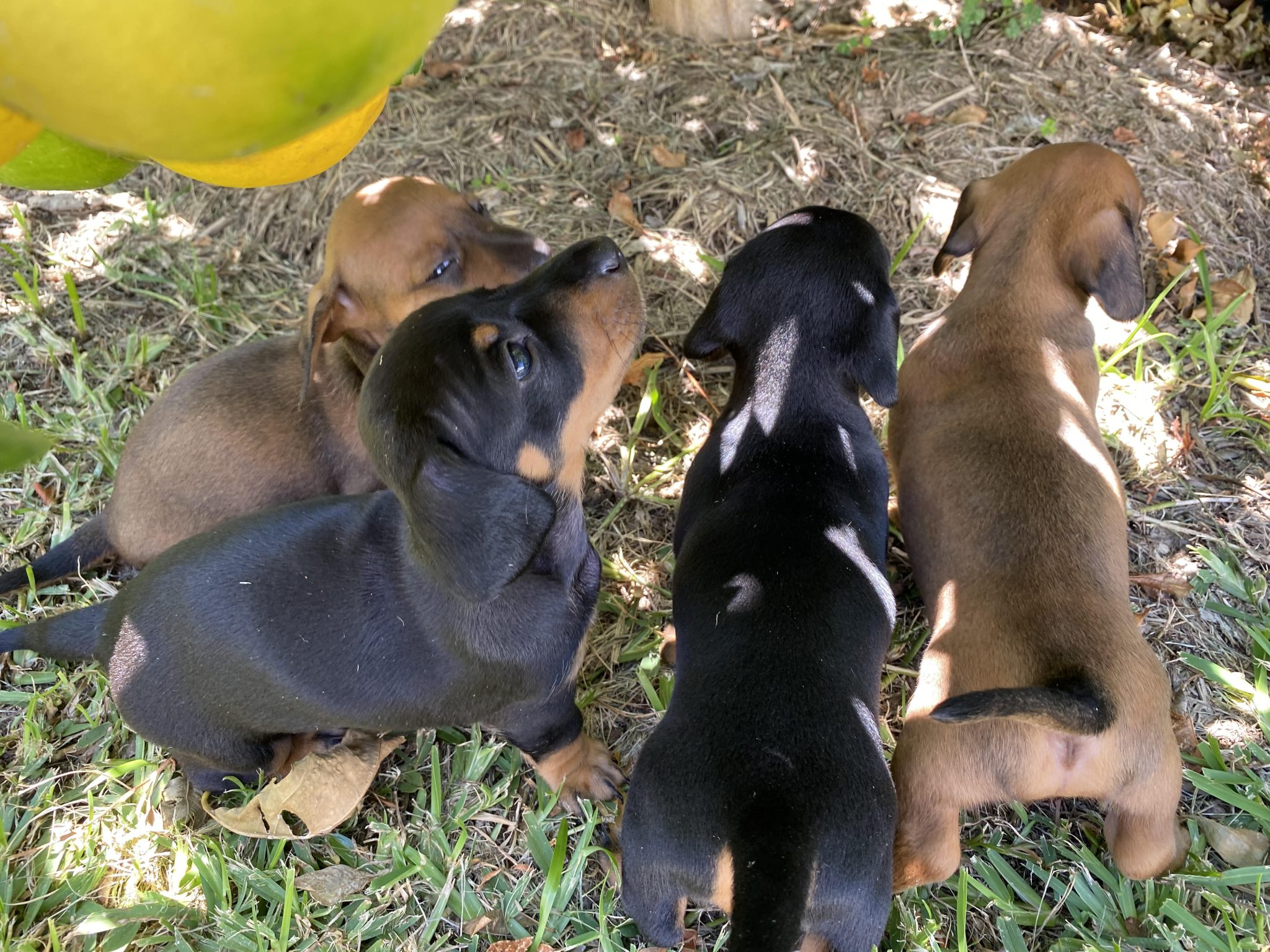 Minature dachshund puppies