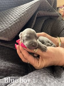 Italian Greyhound Pups for sale