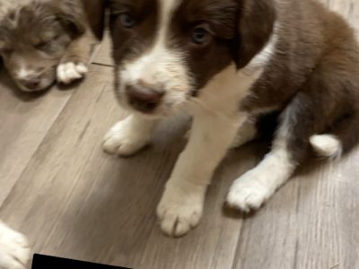 Purebred Border Collie Pups