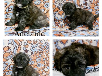 Dna clear Moodle puppies from family raised home