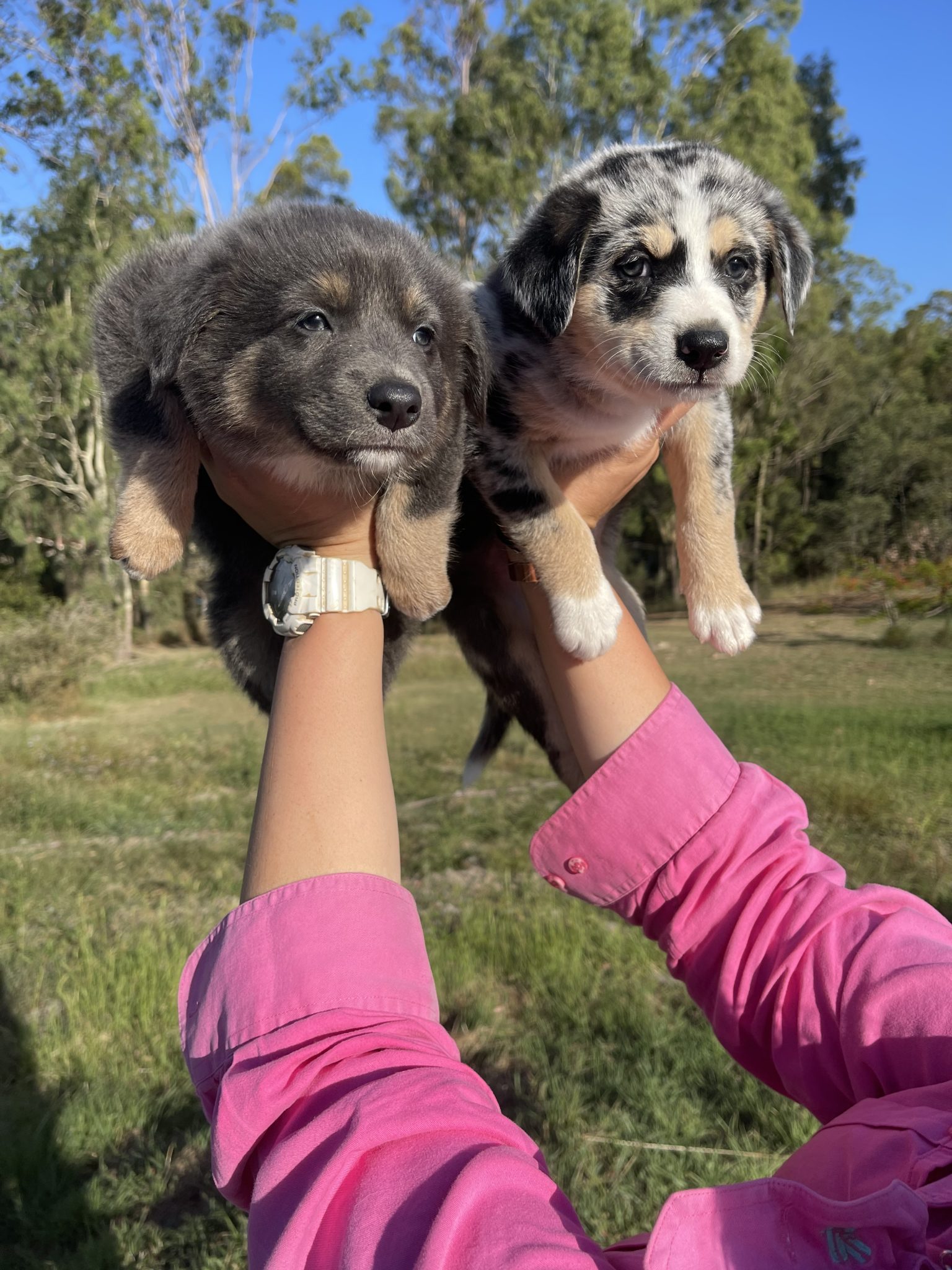Border collie Puppies Available