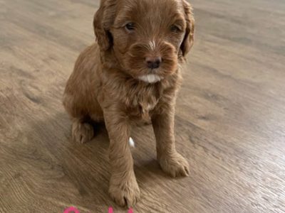 Cavoodle puppies – F1B miniature