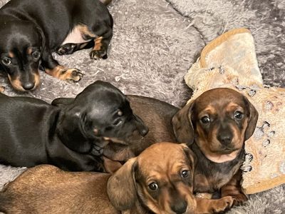 Miniature Dachshund puppies