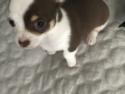Chihuahua purebred puppies