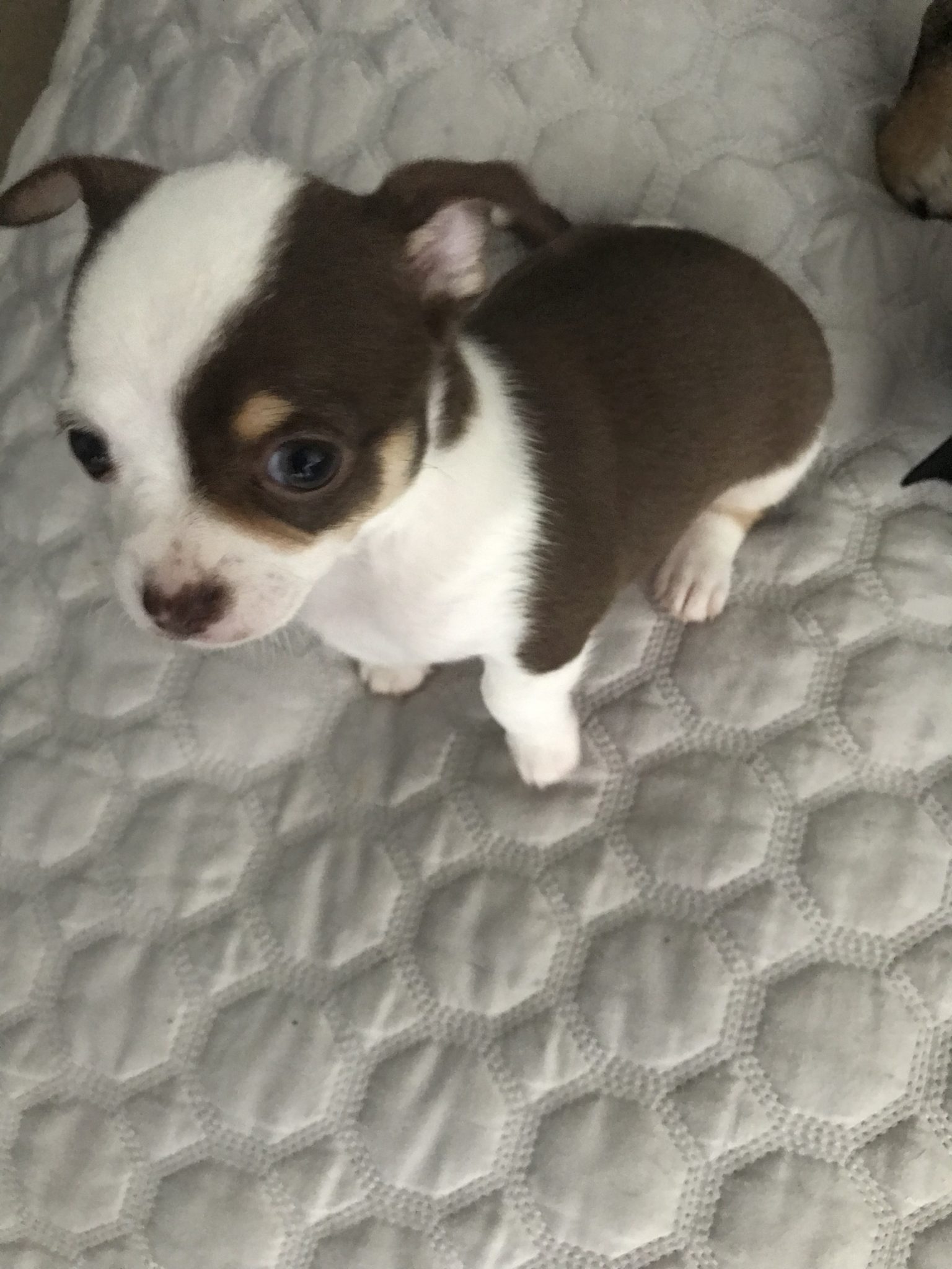 Chihuahua purebred puppies