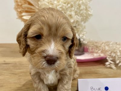 Spoodle F2 Puppies for Sale