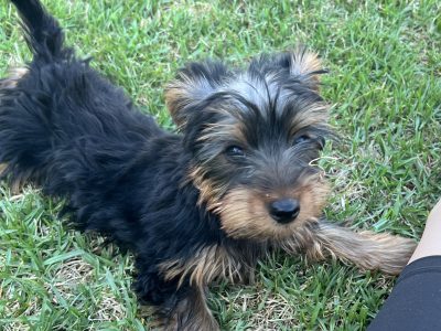 Australian Silky Terrier pups