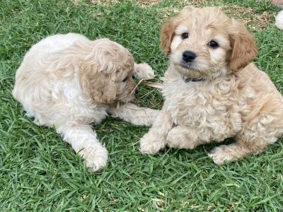 Spoodle F2 Puppies for Sale