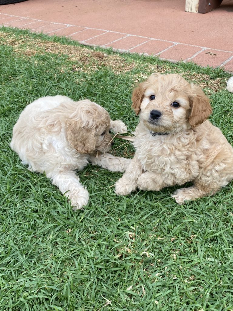 Spoodle Inside Spoodle - Campbelltown - PetsForHomes