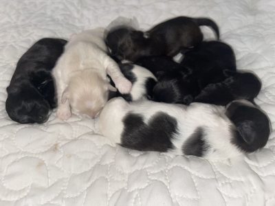 Maltese Shih Tzu puppies