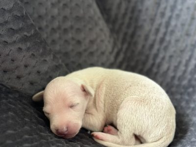Italian Greyhound Pups for sale